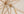 Parasol NYPO Beech wood ⌀330 White