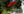 Parasol PALMETTO Aluminum ⌀270 Red