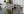 Matgrupp ALBANY & SANTORINI Matbord 152x90 + Matstolar 4st Vit/Grå