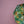 Lemon Umbrella –  UPF50+